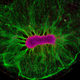 Credit: Collin Edington and Iris Lee, © Massachusetts Institute of Technology (MIT)